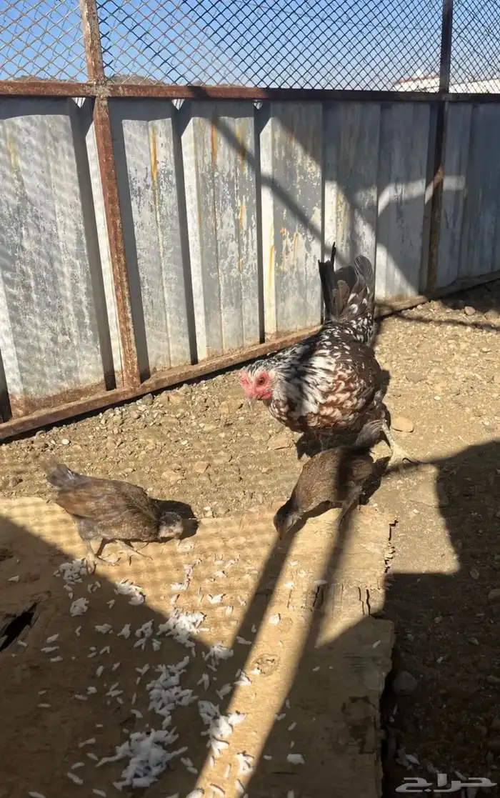 دجاجه عربي ماكنتوش مفرخه و ديك 1