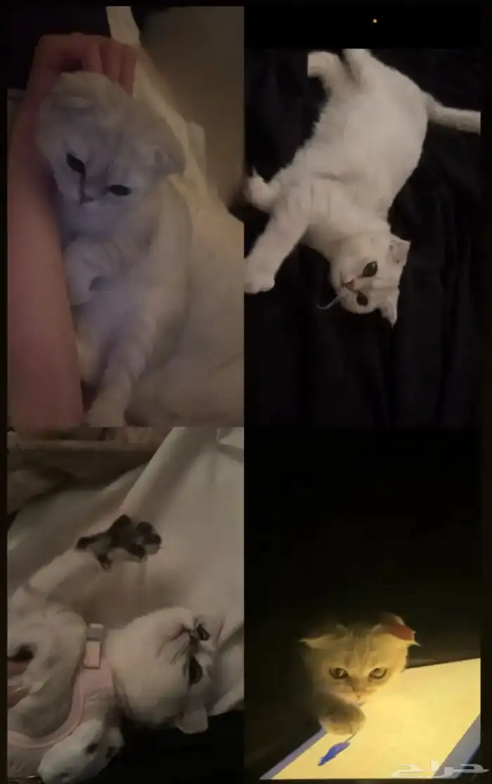 سكوتش فولد للبيع (عاجل) بيشه 0