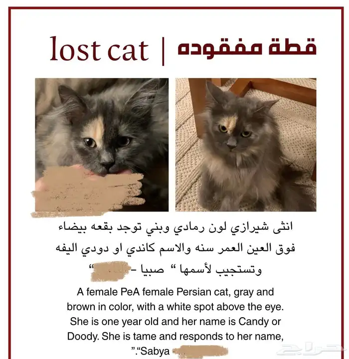 قطه مفقوده 3