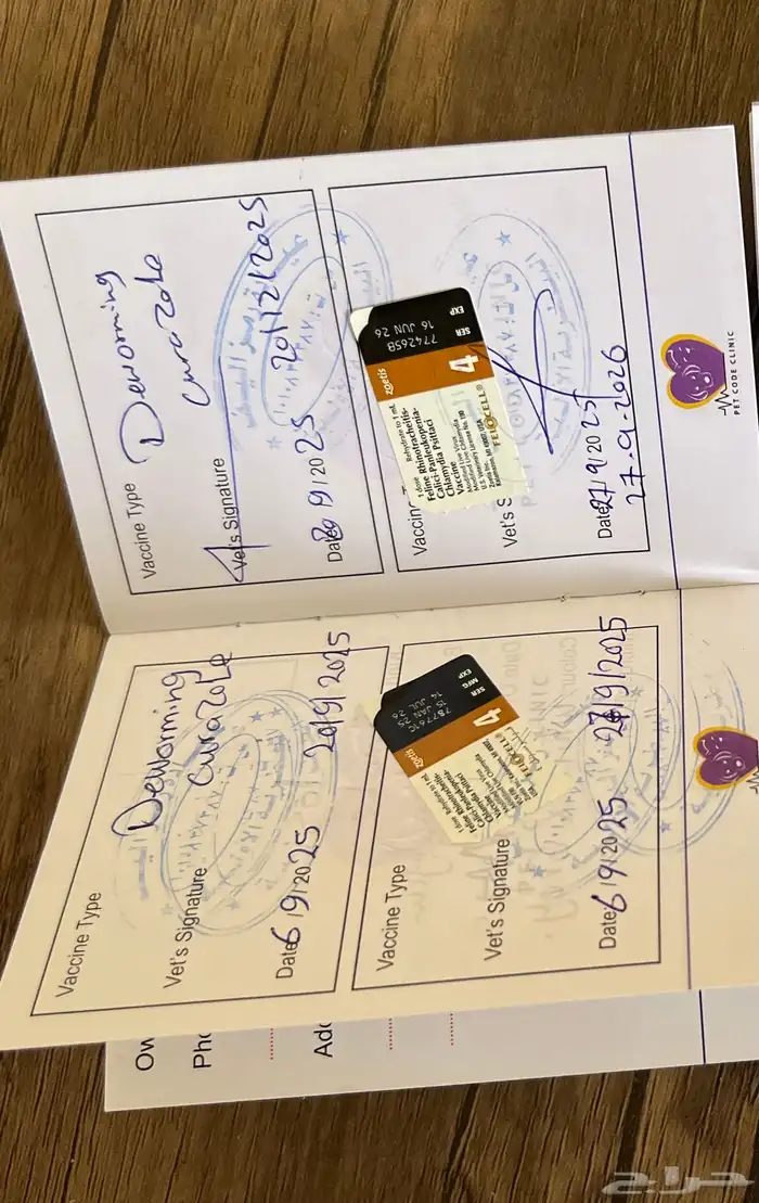 قطة سكوتش فولد للبيع 5