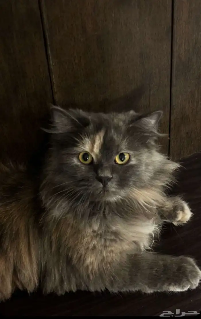 قطه مفقوده 0