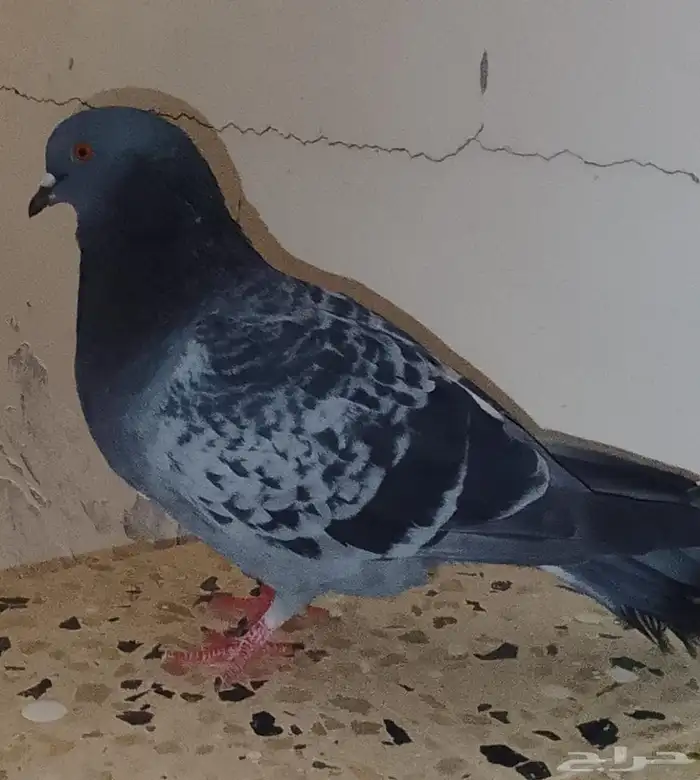 اعرض لكم حمام ثنين زاجل ازرق غامق و وحده فرنسي ابيض نقي 1