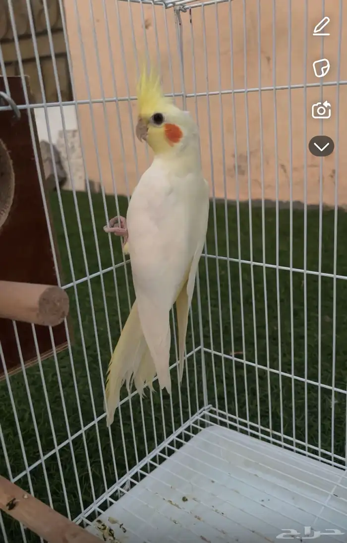 ذكر كروان جاهز للإنتاج 0