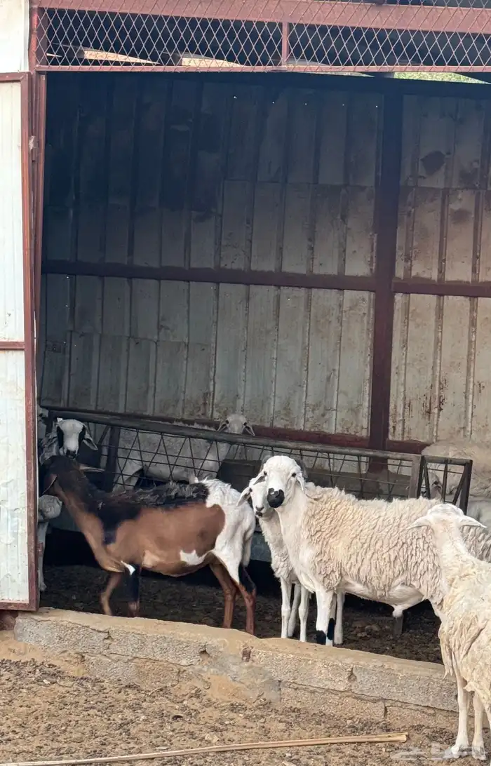 شياه برابر 0