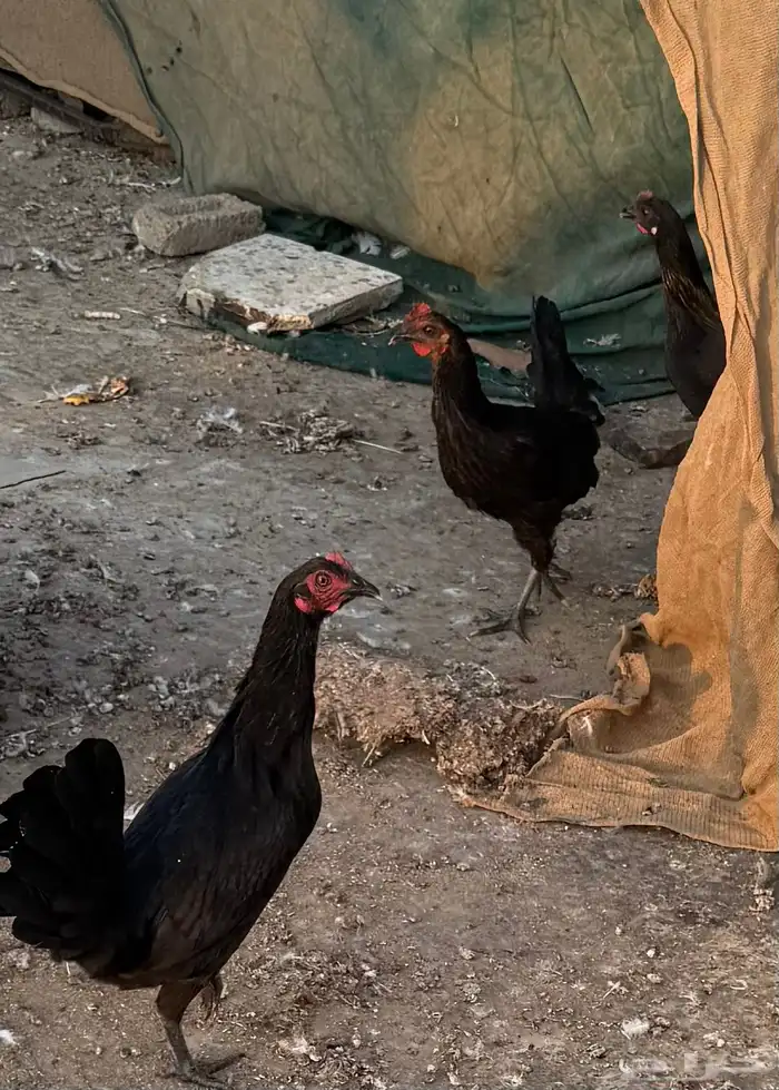 دجاج 3 فراريج بكار ألون اسود صك 0