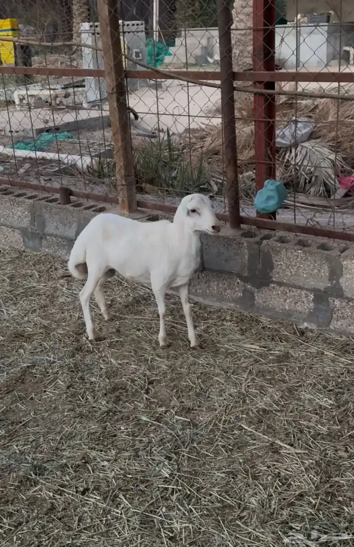 للبيع طليان رفيدي 3