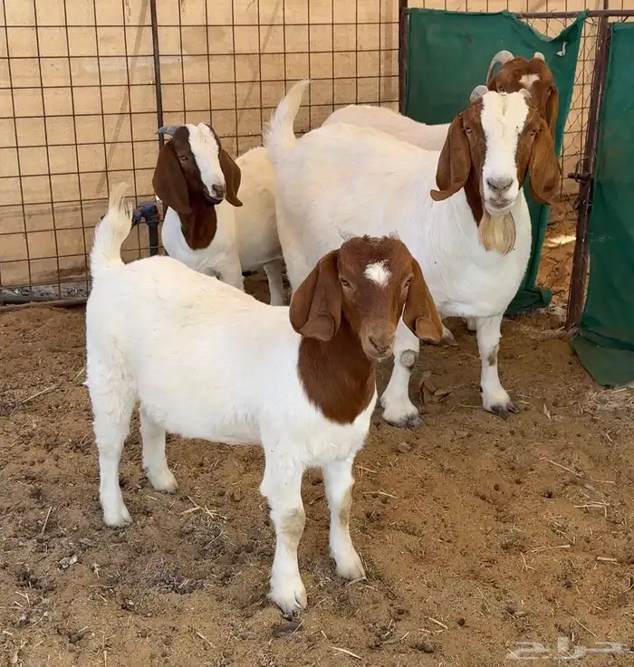 جفره وتيس بورقوت ( بيور اصل ) 4