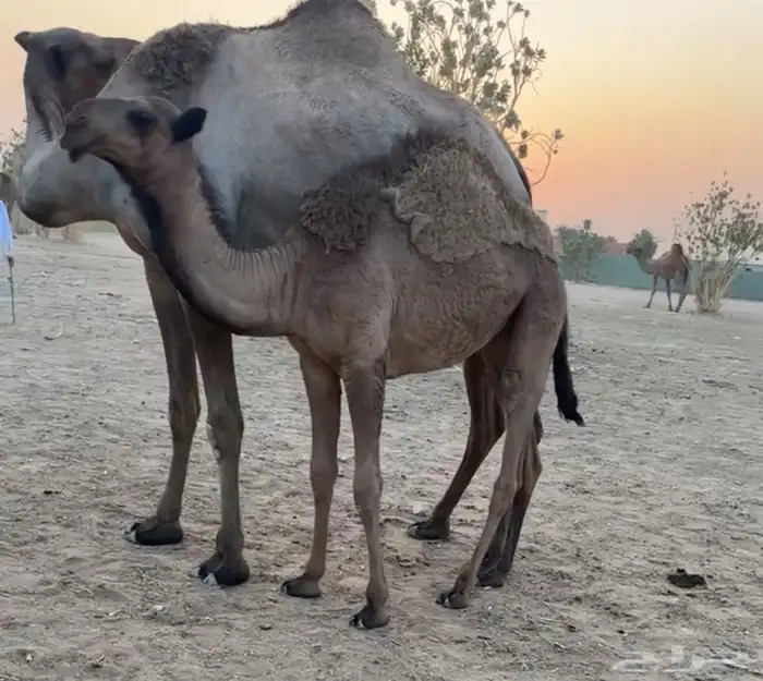 مفرودة صفراء و مفرود اشعل 0