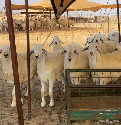 طليان مناسبات نظيف وجبرة وشعرة index