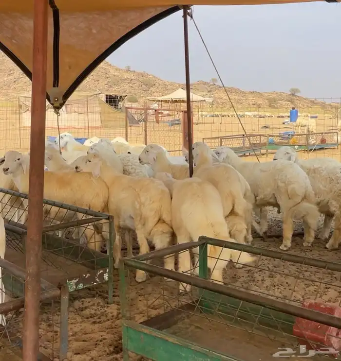 طليان مناسبات نظيف وجبرة وشعرة 0