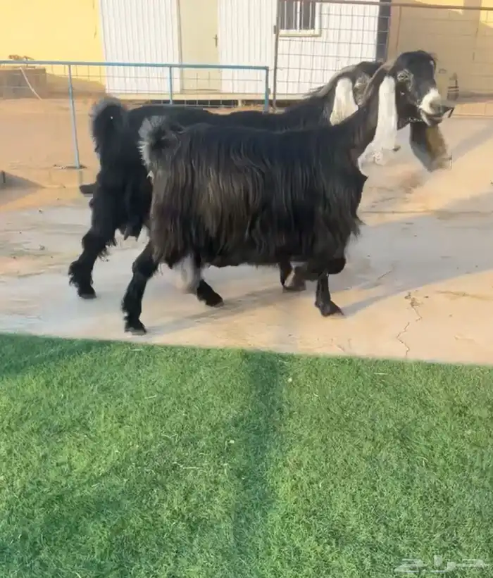 معزاء عوارض كتيفيه صنف خصمم تم البيع 0