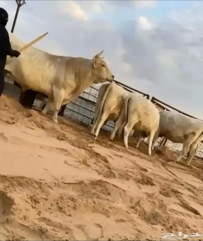 بقر الماني من سلالة بقر الراشد(( البقرة ولدت )) 6