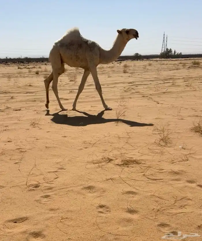 حوار اوضح حاكمي كفو 0