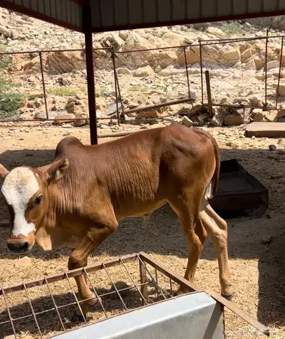 حسيل ذكر بلدي index