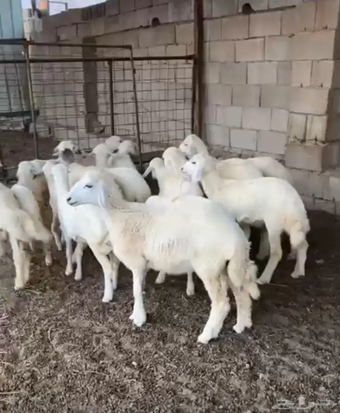 بهم العدد 16طليان ورخال 0