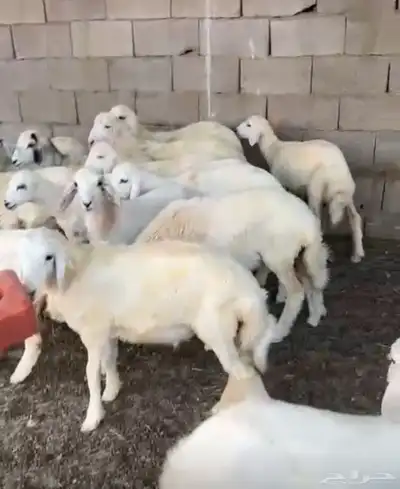 بهم العدد 16طليان ورخال index