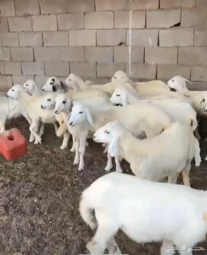 بهم العدد 16طليان ورخال 2