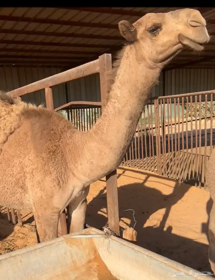 مفرودة صفراء و مفرود اشعل 2