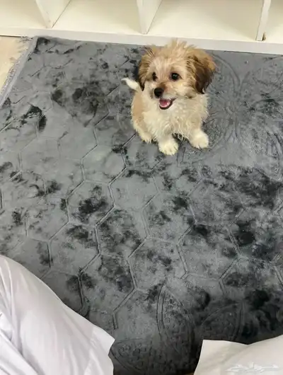 للبيع كلب فرنسي مالتيز index