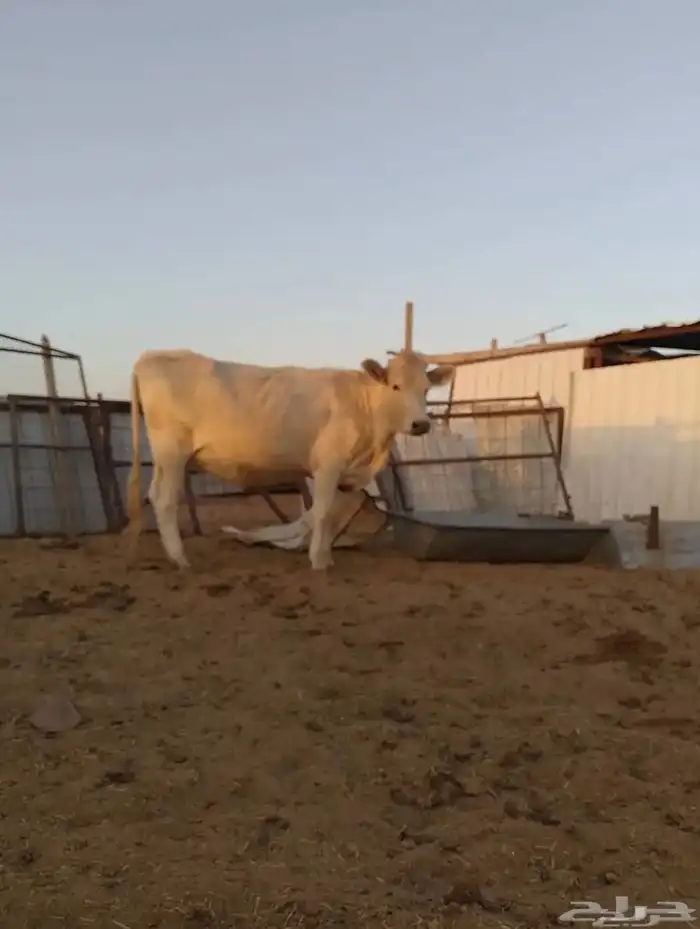 بقر الماني من سلالة بقر الراشد(( البقرة ولدت )) 4