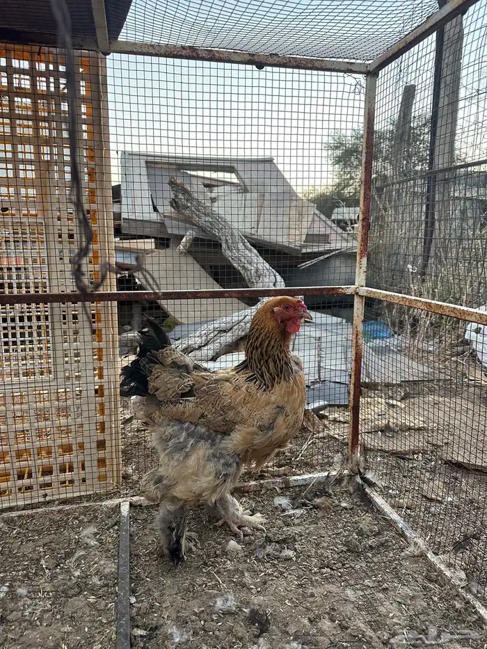 دجاج براهما 1