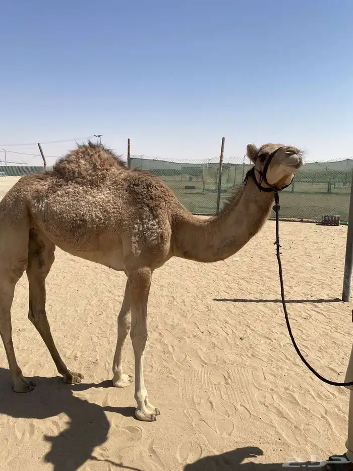 بكره مفرودة الام سودانيه الاب سراب بن عويضين 1