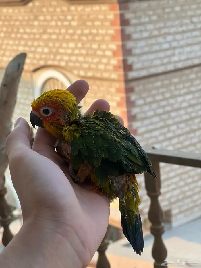 فرخ صن كنيور 3