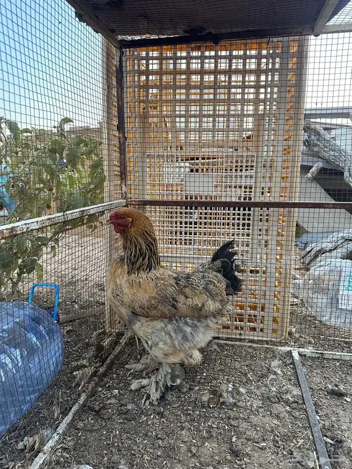 دجاج براهما 2