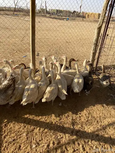 للبيع رز مصري index