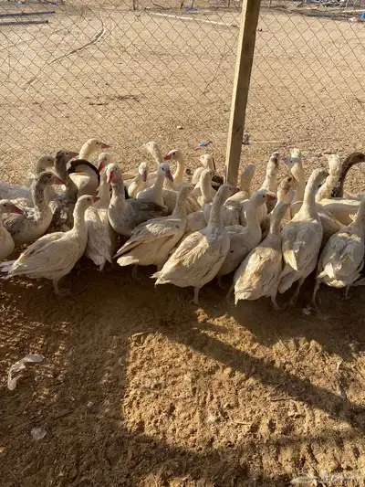 للبيع رز مصري index