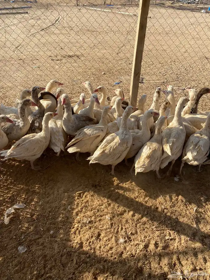 للبيع رز مصري 0