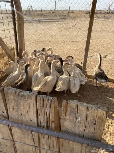 للبيع رز مصري index