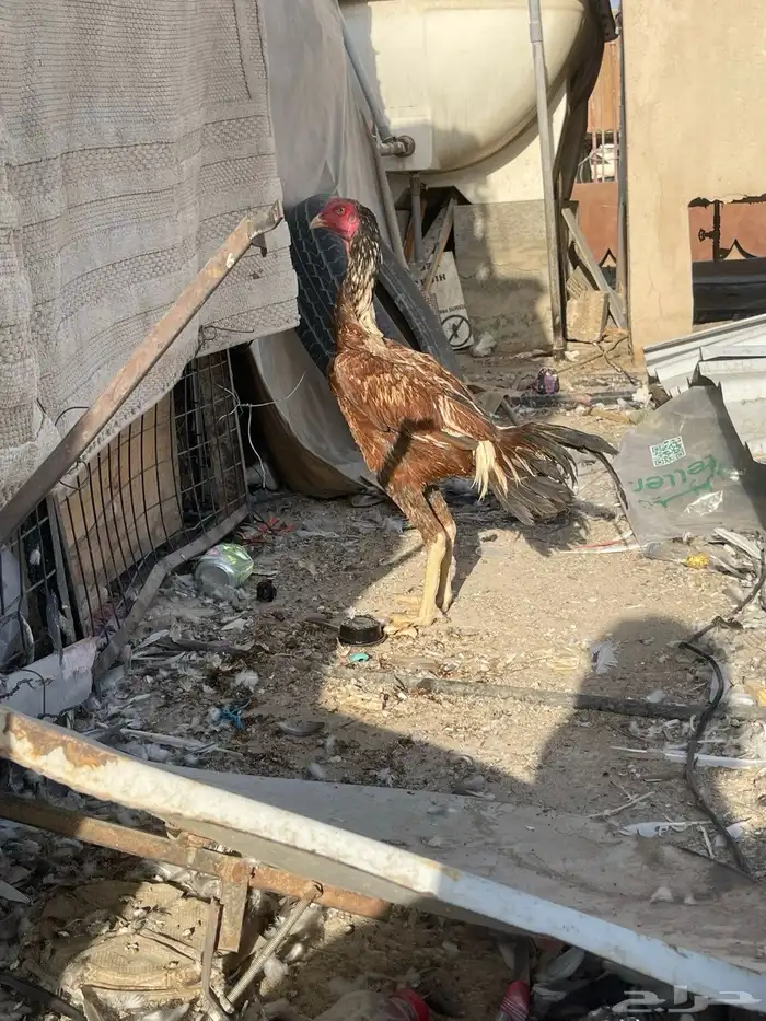 ديك باكستاني اصيل ماشالله تبارك الله 3