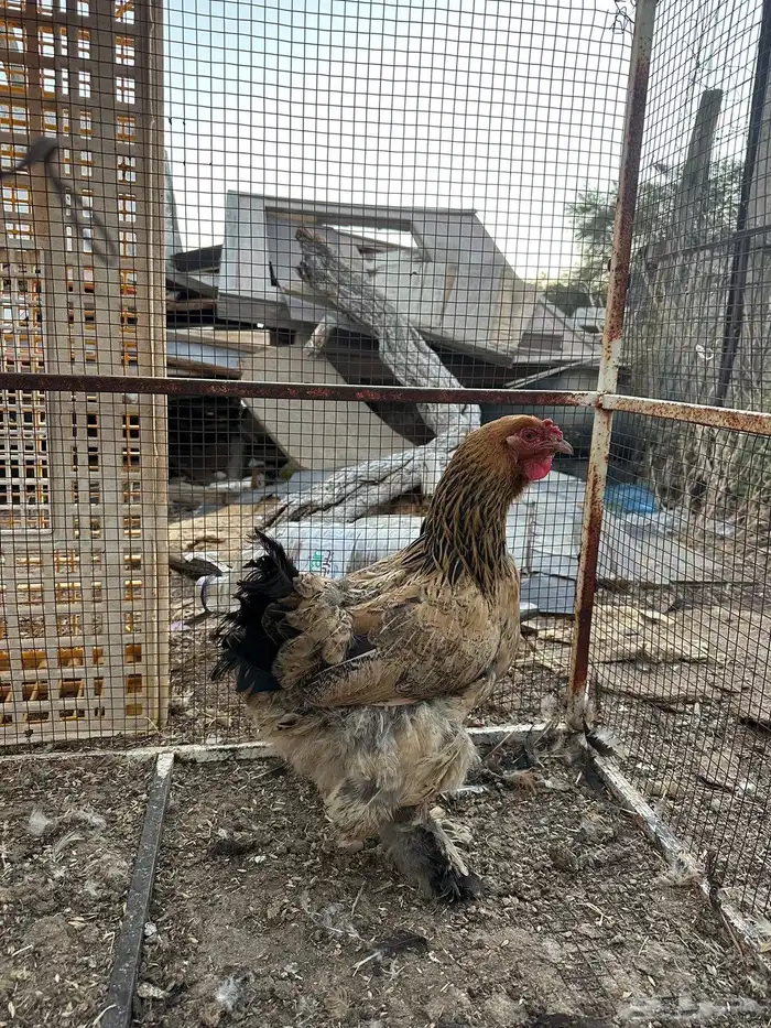 دجاج براهما 0