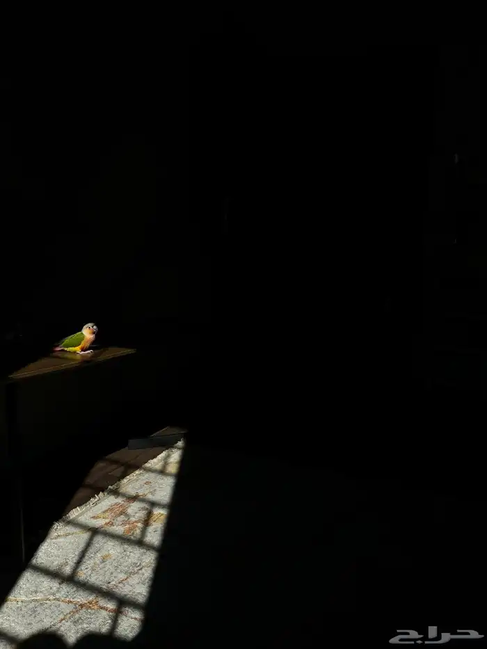 عصفور كنيور أليف وهدد 0