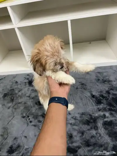 للبيع كلب فرنسي مالتيز index