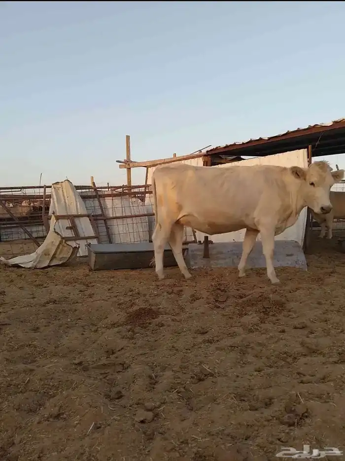 بقر الماني من سلالة بقر الراشد(( البقرة ولدت )) 2