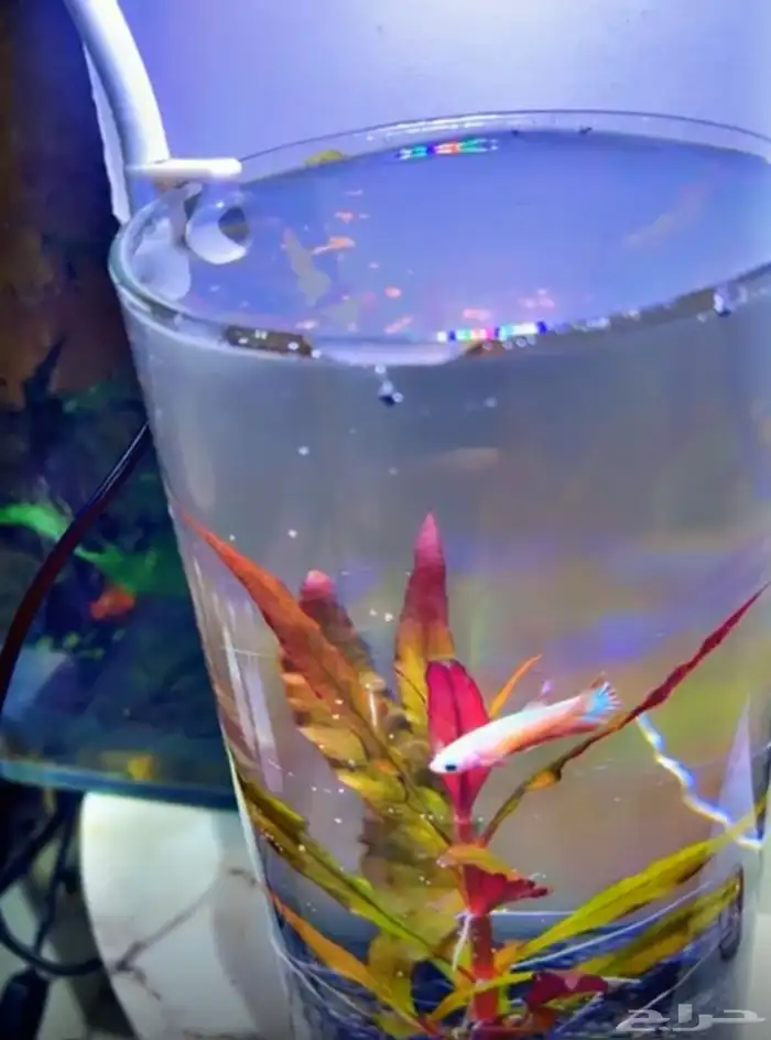 حوض مكتبي نهري 7