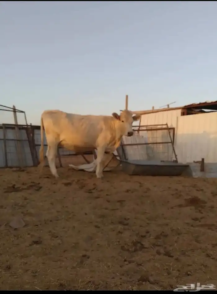 بقر الماني من سلالة بقر الراشد(( البقرة ولدت )) 3