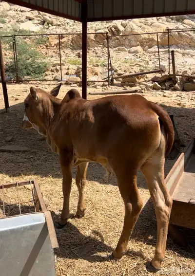 حسيل ذكر بلدي index