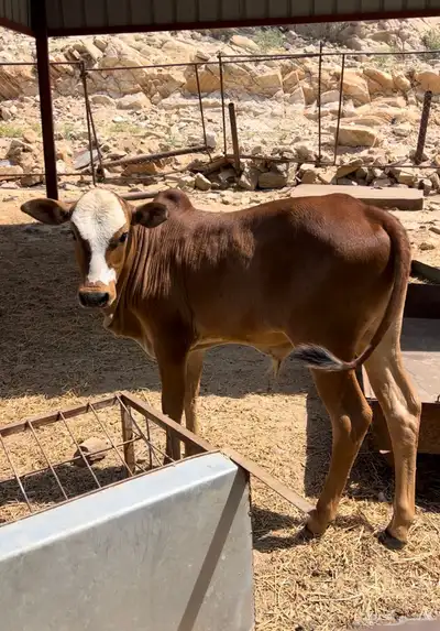 حسيل ذكر بلدي index