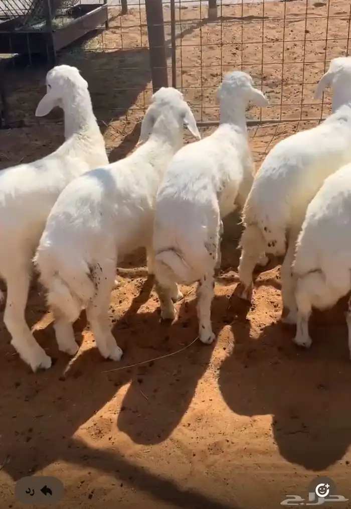 تم البيع العدد 8 فيه 2 رخال طرف وشحم وشعره 0