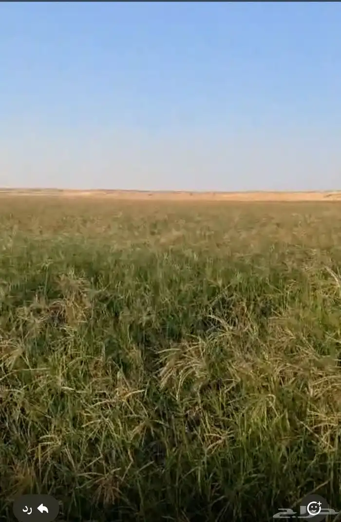 رودس للبيع ساجر 0