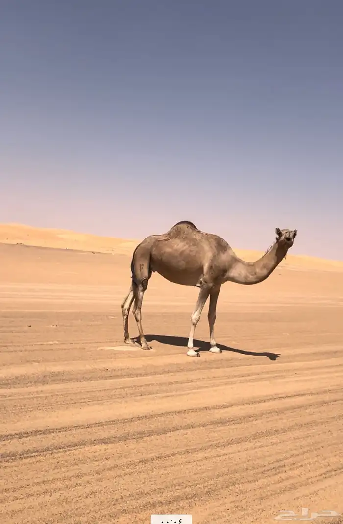 خلفة عليها قعود 6