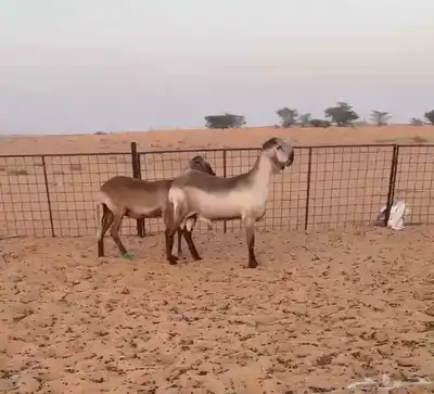 غنم سواكن درمانيات 0