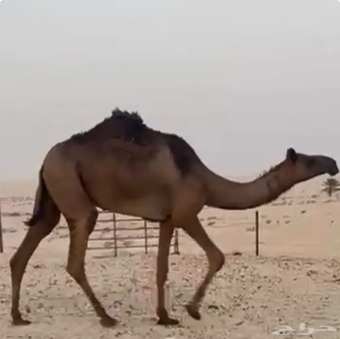 لقيه صفرا مجاهيم على ولد حرصان 0