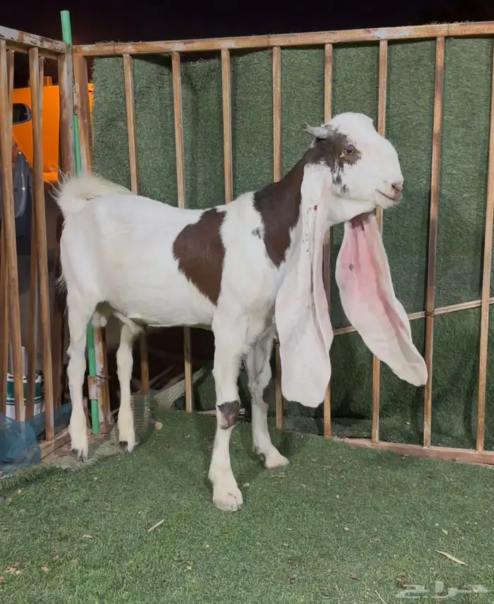 جذع هولندي 3