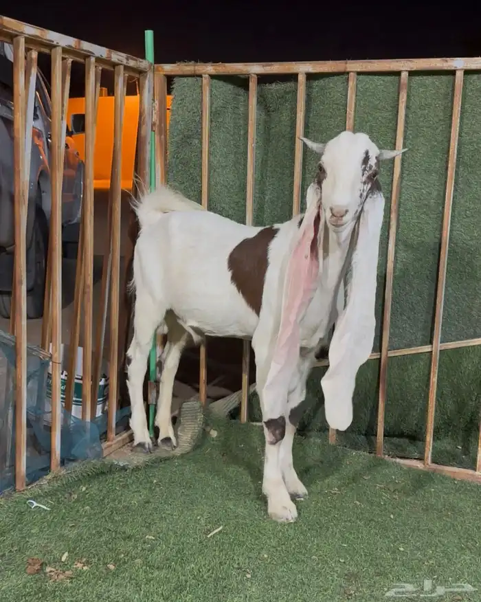 جذع هولندي 2