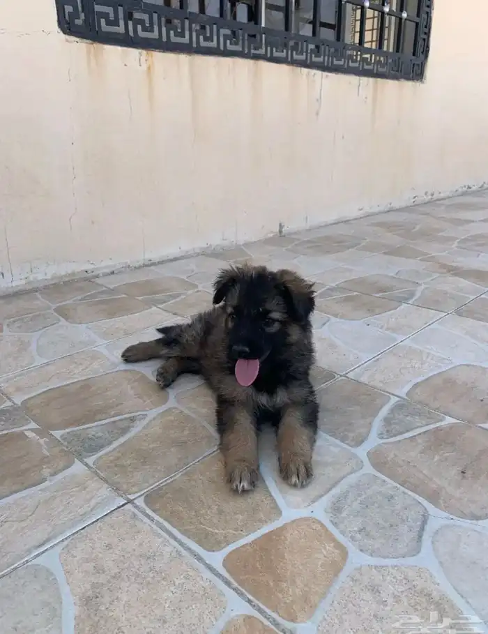 جراء جيرمن شيبرد سيبل بيور 0