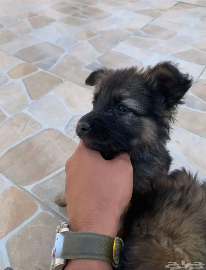 جراء جيرمن شيبرد سيبل بيور 3